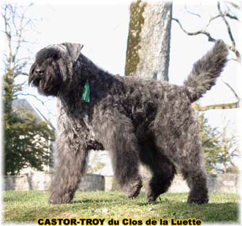 bouvier des flandres du clos de la luette - copyright d&eacute;pos&eacute;